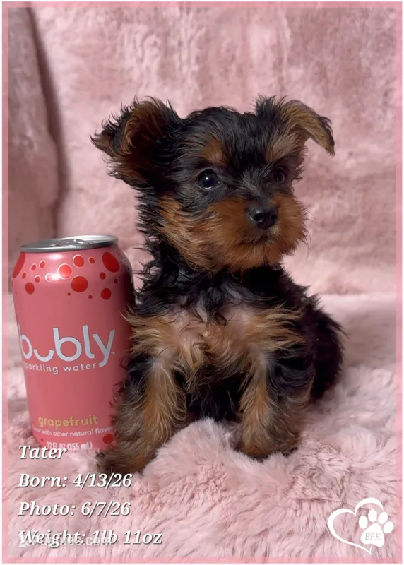 Tater – Yorkshire Terrier puppy for sale in Tempe, AZ
