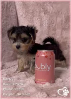Harley, a female Morkie for sale in Tempe, AZ – 2 of 10