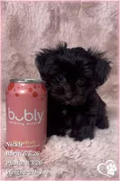 Nickel, a male Yorkshire Terrier and Poodle - Toy  for sale in Tempe, AZ – 9 of 10