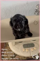 Bunny, a female Yorkipoo for sale in Tempe, AZ – 5 of 10