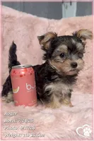 Roger, a male Morkie for sale in Phoenix, AZ – 8 of 10