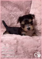 Harley, a female Morkie for sale in Tempe, AZ – Photo 7 of 10