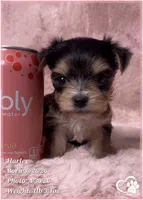 Harley, a female Morkie for sale in Tempe, AZ – Photo 8 of 10