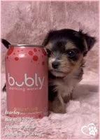 Harley, a female Morkie for sale in Tempe, AZ – Photo 2 of 10
