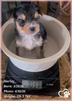 Harley, a female Morkie for sale in Tempe, AZ – Photo 3 of 10