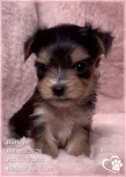 Harley, a female Morkie for sale in Tempe, AZ – Photo 6 of 10