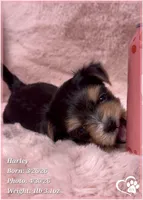 Harley, a female Morkie for sale in Tempe, AZ – Photo 5 of 10