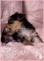 Harley, a female Morkie for sale in Tempe, AZ – Photo 10 of 10