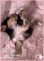 Harley, a female Morkie for sale in Tempe, AZ – Photo 4 of 10