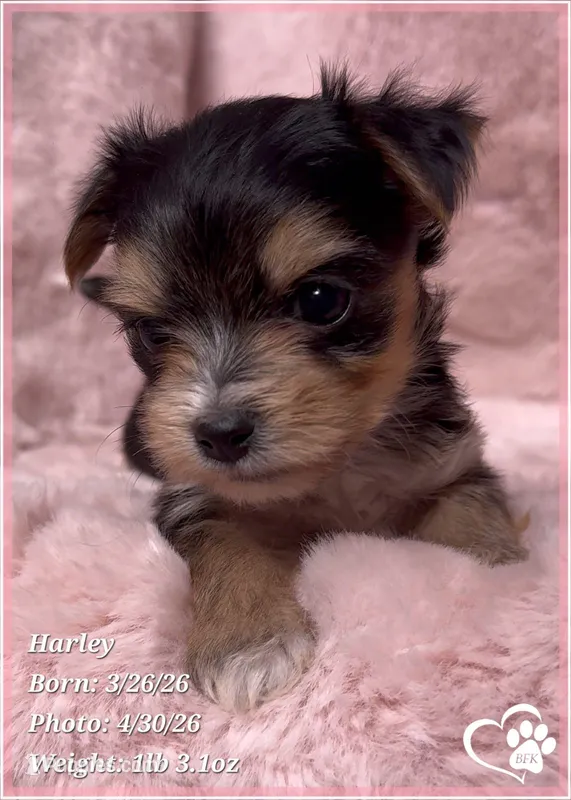Harley – Morkie puppy for sale in Tempe, AZ