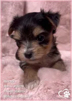 Harley, a female Morkie for sale in Tempe, AZ – Photo 1 of 10