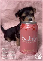 Harley, a female Morkie for sale in Tempe, AZ – Photo 9 of 10