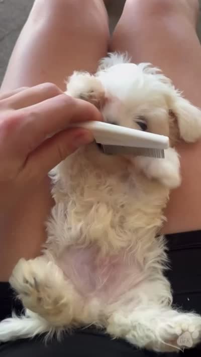 Marvin (new video!), a male Maltese for sale in Tempe, AZ – 9 of 9