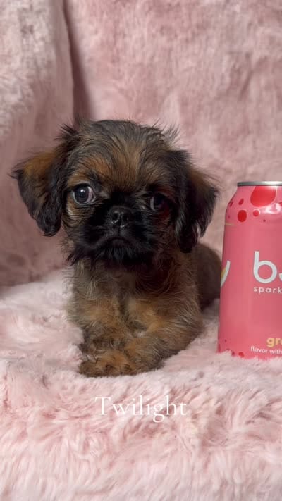 Twilight, a female Brussels Griffon for sale in Phoenix, AZ – 2 of 10