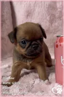Daphne, a female Brussels Griffon for sale in Tempe, AZ – 7 of 10