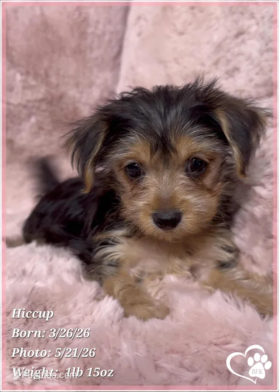 Hiccup – Morkie puppy for sale in Tempe, AZ