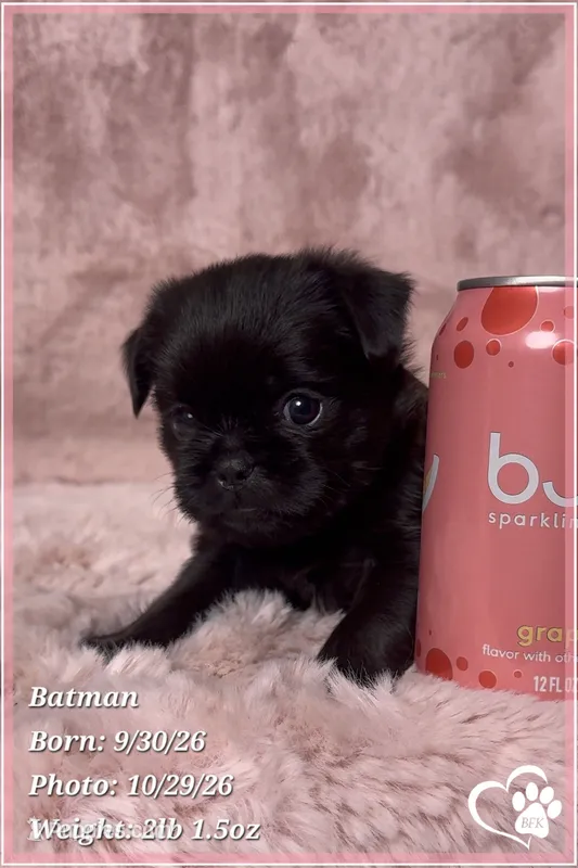 Batman, a male Brussels Griffon for sale in Phoenix, AZ – 1 of 10