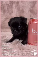 Batman, a male Brussels Griffon for sale in Phoenix, AZ – 1 of 10