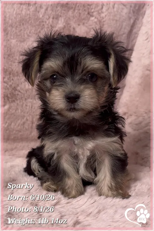 Sparky (3 sisters available also) – Morkie puppy for sale in Tempe, AZ