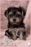 Sparky (3 sisters available also), a male Morkie for sale in Tempe, AZ – 1 of 9