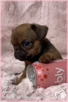 Darla, a female Brussels Griffon for sale in Tempe, AZ – 2 of 10