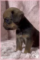 Drago, a male Brussels Griffon for sale in Tempe, AZ – 7 of 9