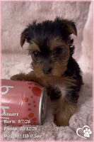 Stuart, a male Yorkshire Terrier for sale in Phoenix, AZ – 6 of 10