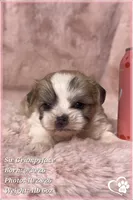 SIr Grumpyface, a male Mal Shi for sale in Phoenix, AZ – 4 of 6
