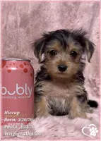 Hiccup, a female Morkie for sale in Tempe, AZ – 9 of 10