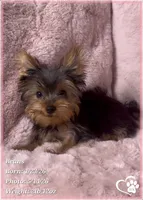 Beans, a male Yorkshire Terrier for sale in Tempe, AZ – 7 of 10