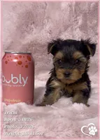 Tricia, a female Yorkshire Terrier for sale in Tempe, AZ – Photo 3 of 6