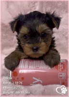 Tricia, a female Yorkshire Terrier for sale in Tempe, AZ – Photo 2 of 6