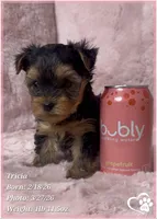Tricia, a female Yorkshire Terrier for sale in Tempe, AZ – Photo 5 of 6