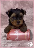 Tricia, a female Yorkshire Terrier for sale in Tempe, AZ – Photo 6 of 6