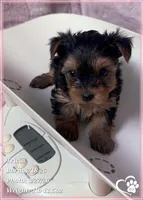 Tricia, a female Yorkshire Terrier for sale in Tempe, AZ – Photo 4 of 6