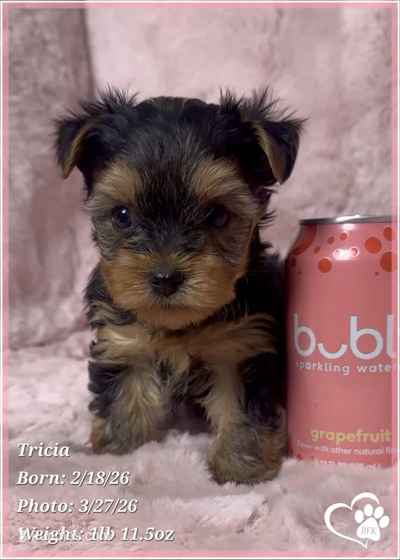 Tricia – Yorkshire Terrier puppy for sale in Tempe, AZ