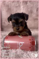 Sylvester, a male Yorkshire Terrier for sale in Phoenix, AZ – 3 of 10