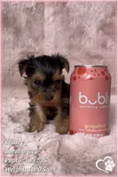 Stuart, a male Yorkshire Terrier for sale in Phoenix, AZ – 3 of 10
