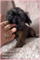 Midnight, a female Brussels Griffon for sale in Phoenix, AZ – 9 of 9