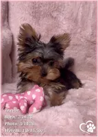 Trevor, a male Yorkshire Terrier for sale in Tempe, AZ – 5 of 10