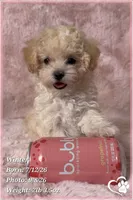 Winter, a female Maltipoo for sale in Phoenix, AZ – 4 of 10