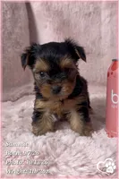 Sammie, a male Yorkshire Terrier for sale in Phoenix, AZ – 8 of 10