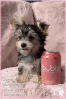 Roger the Morkie, a male Morkie for sale in Phoenix, AZ – 4 of 10