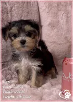 Harley, a female Morkie for sale in Tempe, AZ – 4 of 10