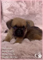 Cheesecake the Bugg/Brugg, a male Pug and Brussels Griffon for sale in Tempe, AZ – 8 of 10