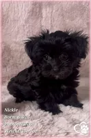 Nickel, a male Yorkshire Terrier and Poodle - Toy  for sale in Tempe, AZ – 2 of 10