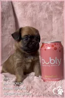 Zorro, a male Brussels Griffon for sale in Phoenix, AZ – 3 of 10