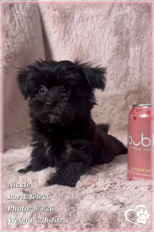 Nickel – Yorkshire Terrier, Poodle - Toy  puppy for sale in Tempe, AZ