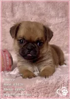 Churro the Bugg/Brugg, a male Pug and Brussels Griffon for sale in Tempe, AZ – 3 of 10