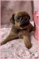 Daphne, a female Brussels Griffon for sale in Tempe, AZ – 5 of 10